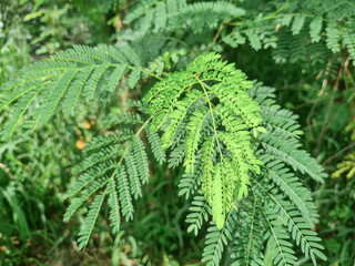 lush foliage with natural sunlight, ideal for eco and nature concepts. Green foliage with detailed textures, suitable for eco-friendly and botanical designs. Stunning close-up of lush green leaves
