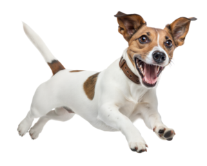 Joyful dog jumping with excitement, showcasing its playful spirit and energy. Isolated on transparent or white background.