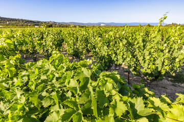 JOUCAS, PROVENCE, FRANCE: Luberon vineyards, "Monts du Vaucluse" wine region, green vine trees with detailed leaves, Luberon mountain and Joucas hilltop village in blurred background