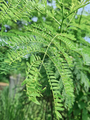 Vibrant green leaf close-up showing natural textures and growth. green leaves, close-up detail of vibrant foliage. Tropical green leaf textures, showing vibrant patterns and colors.  