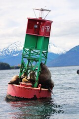 Group of Sea Lions Resting on Buoy in Ocean with Snow-Capped Mountain Background