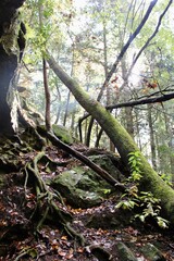 Sunlit Forest with Mossy Roots