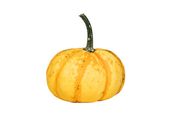 Pumpkin 4