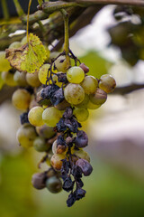 Weintrauben im Herbst