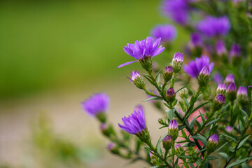 Fototapeta premium Bunte Blumen mit Bokeh