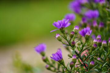 Bunte Blumen mit Bokeh