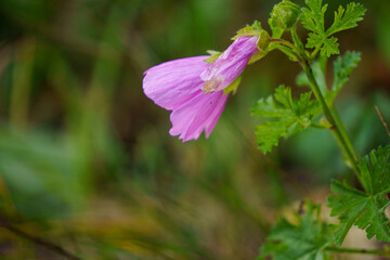 Bunte Blumen mit Bokeh