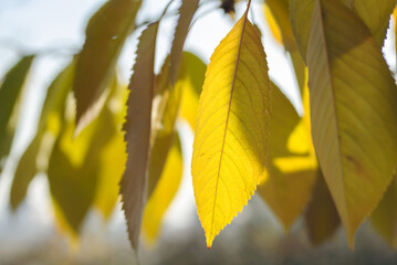 yellow cherry leaves on a branch in sunlight and in soft focus