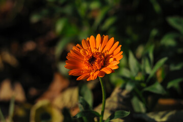 one orange calendula flower in the sunlight in the garden