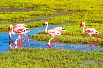 Beautifully colored flamingos on Lake Magadi in the Ngorongoro Crater, Tanzania.