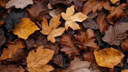 A close-up of autumn leaves, leaf in various shades of brown and yellow on the ground.