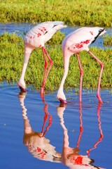 Beautifully colored flamingos on Lake Magadi in the Ngorongoro Crater, Tanzania.