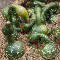 Cucurbitacées aux formes bizarres