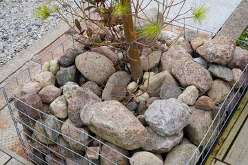 A decorative rock garden surrounds a young tree planted in a wire mesh enclosure in a backyard setting. Iglu park, Tallinn, Estonia, Europe. August 2024