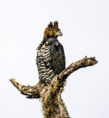Crowned Eagle perched on a dead tree