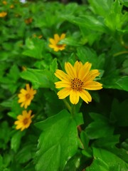 Bright Yellow Wildflowers Blooming in Lush Green Foliage
