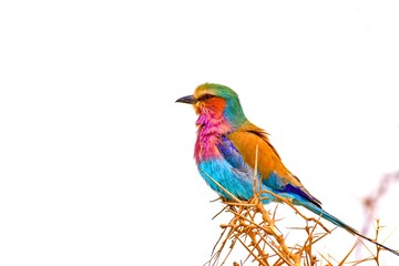 Flying rainbow - lilac breasted roller, Serengeti and Ngorongoro, Tanzania