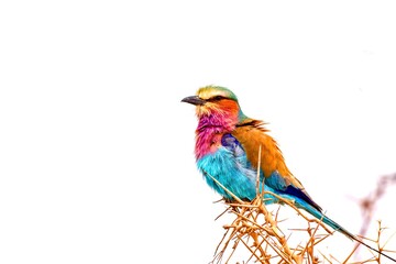 Flying rainbow - lilac breasted roller, Serengeti and Ngorongoro, Tanzania