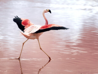 Fototapeta premium Single Flamingo Wading in Laguna Colorada
