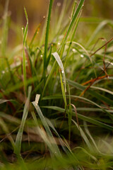 Dew-kissed grass blades glisten in the morning sunlight on a tranquil, nature-filled morning