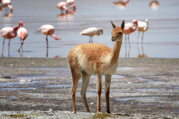 Vicuña and Flamingo