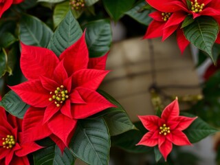 Vibrant red poinsettias on a red background, holiday, flowers