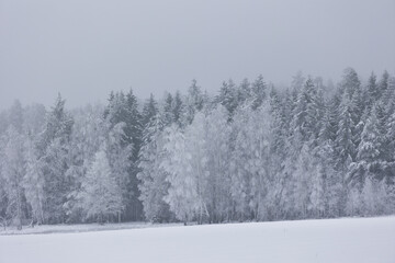 winter forest landscape after heavy snowfall