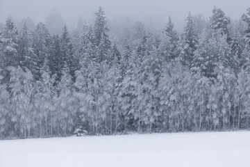 winter forest landscape after heavy snowfall