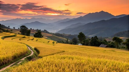 Fototapeta premium Golden Rice Field with Mountain Background at Sunset,Serene Sunset Over Golden Rice Fields with Mountain View