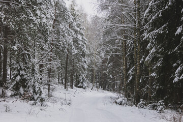 winter forest landscape after heavy snowfall