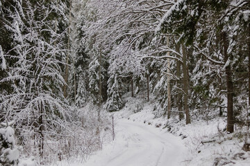 winter forest landscape after heavy snowfall