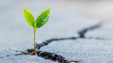 Resilient Business Innovation, plant, concrete, resilience, growth