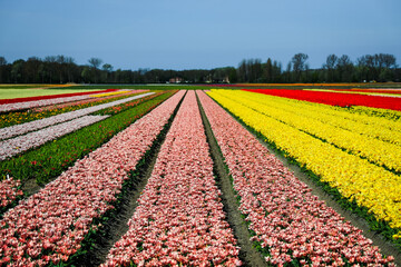 field of tulips