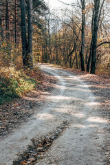 Obraz premium turn of a dirt road in the forest