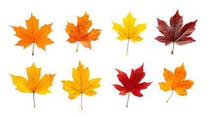 Fototapeta premium Yellow orange red maple leaves set