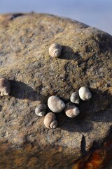 Snail