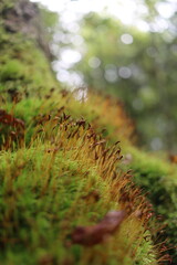 Mousses sous les arbres 