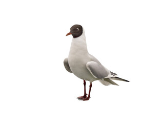 Black-headed Gull isolated on white background