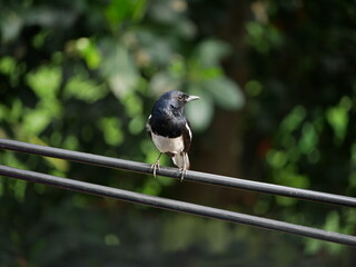 Oriental Magpie Robin Sitting on Cables