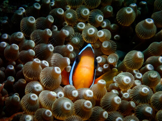 One clownfish hiding in sea anemone