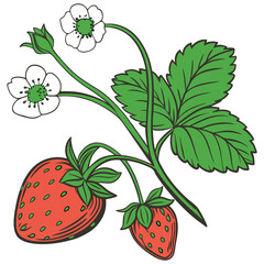 realistic Strawberry on white background  