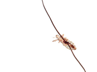 Head lice. Pediculus humanus. Human louse on a white background on a human hair.
