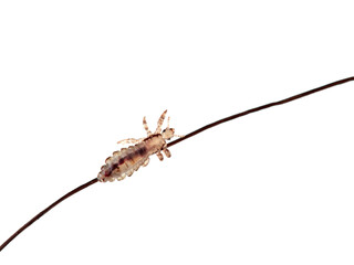 Head lice. Pediculus humanus. Human louse on a white background on a human hair.
