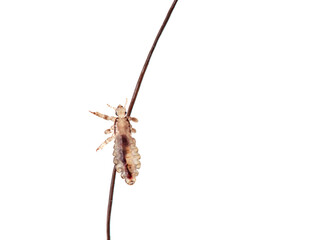 Head lice. Pediculus humanus. Human louse on a white background on a human hair.

