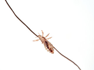 Head lice. Pediculus humanus. Human louse on a white background on a human hair.
