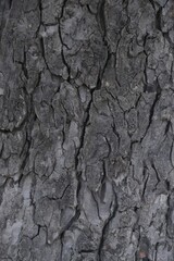 Tree Bark