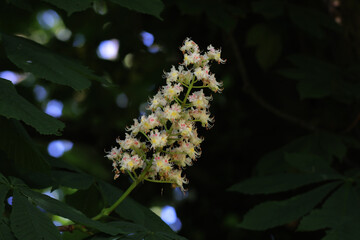Fleurs de marronnier, blanches, Aesculus hippocastanum