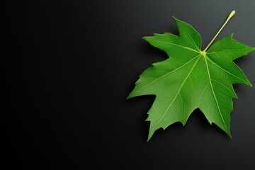 Green Leaf on Black Background.