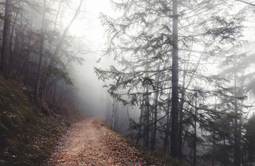 Obraz premium Weg führt durch einen herbstlichen Nebel Wald - Path leads through an autumnal mist forest