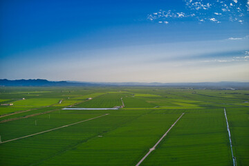 Obraz premium Vast rice fields create a vibrant green landscape under a clear blue sky in valencia, spain, showcasing agricultural patterns